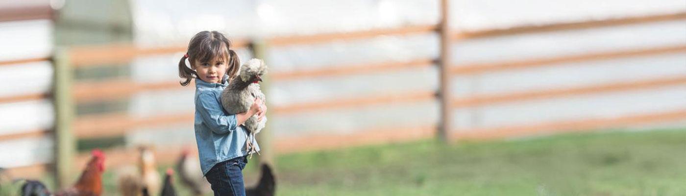 Little girl on a farm holding a chicken.